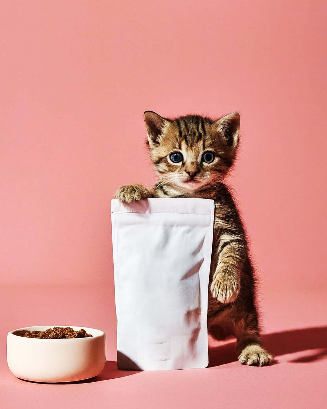 Cat with Pouch Mockup Bundle - Image 6