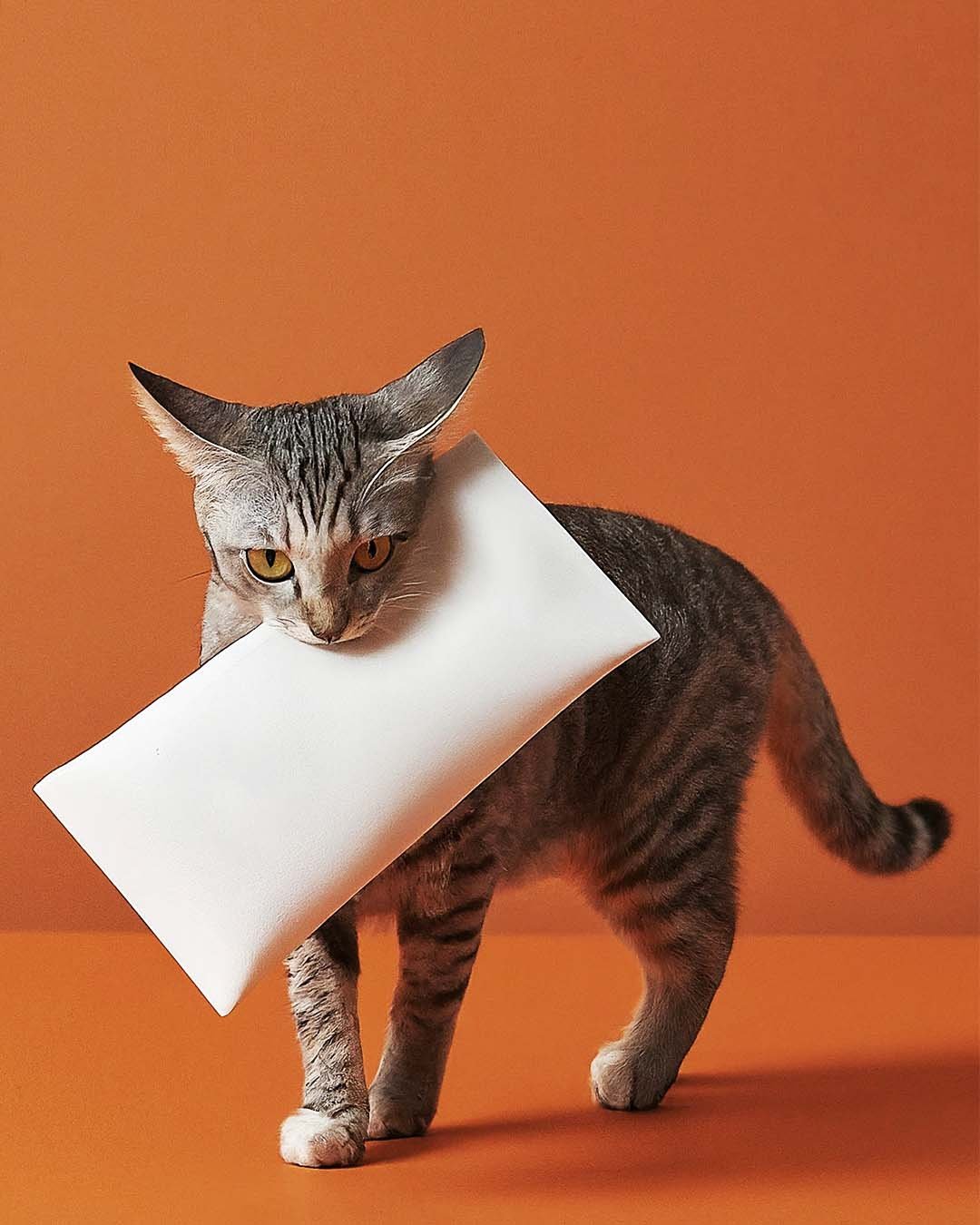 Cat with Pouch Mockup Bundle - Image 7